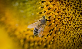 A close-up view of a bee pollinating a yellow flower