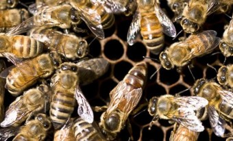 Trousse d’activités éducative: Les abeilles à l’œuvre