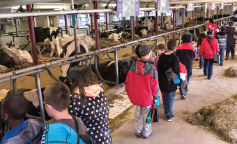 In a barn, a group of young students walk in line past a series of stalls where dairy cows are lying down.