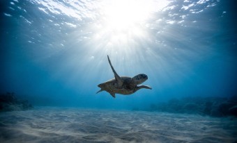 A sea turtle is swimming close to the ocean floor. The sun is shining through the water above.