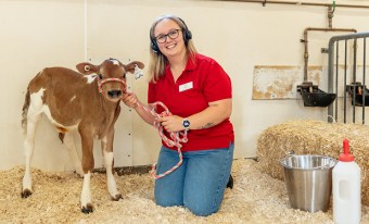 A museum staff member kneels beside a young brown and white calf in a barn setting. The staff member is wearing a red shirt, blue jeans, and a headset while smiling at the camera. She is holding a colorful rope attached to the calf. Straw bedding and barn equipment are visible in the background.