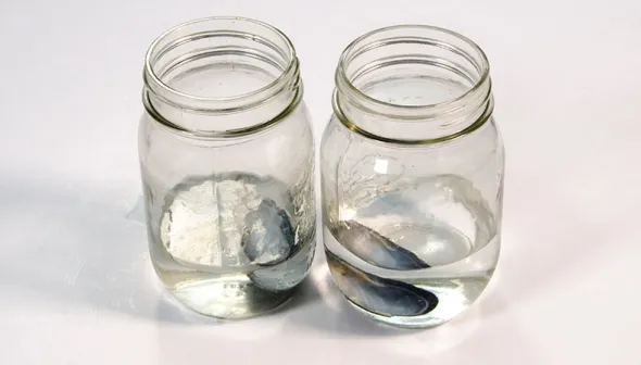 2 pots de verre rempli d'eau avec une coquille dans chaque