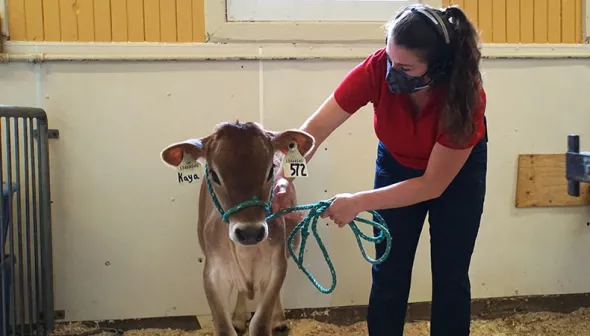 A young woman wearing a headset and mask stands in a barn stall, holding a brown calf by the halter. The calf’s identification ear tags read “Kaya” and “572.”