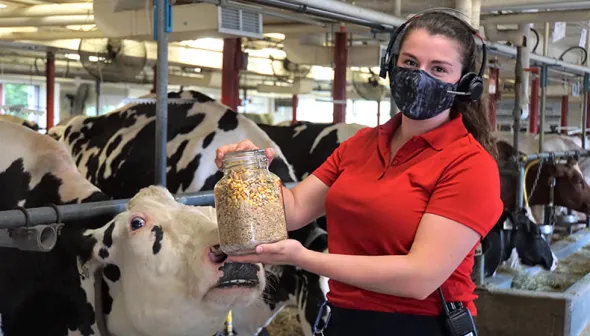 A young woman wearing a headset and a mask holds up a jar of corn silage cow feed; she is standing in front of a row of cows in a dairy barn.