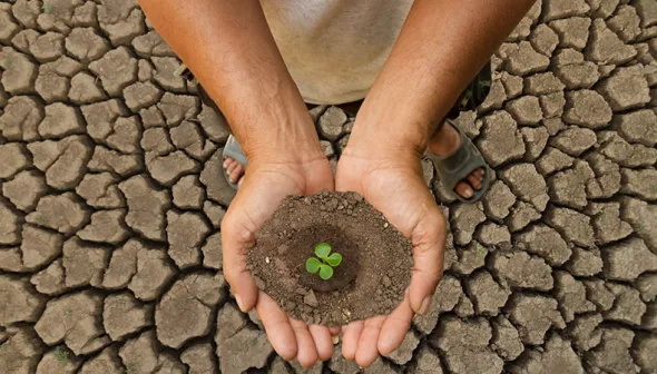 Downward view of a person holding soil in their hands with a small plant sprouting from it. The ground below them is dry and cracked.