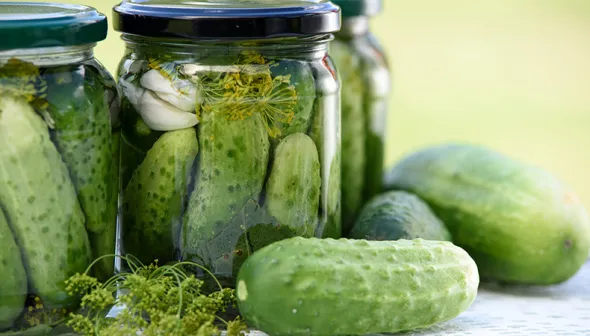 A close-up of three jars of pickles. Several cucumbers and a sprig of dill are visible in the foreground. 