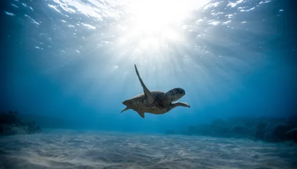 A sea turtle is swimming close to the ocean floor. The sun is shining through the water above.