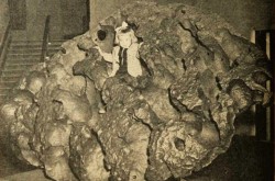 Tomanowos, mieux connue sous le nom de météorite Willamette, American Museum of Natural History, New York, New York. Anon., « Ça et là, par l’image. » Le Samedi, 22 février 1947, 8.