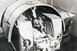 The first official portrait of Laika to be released by the Soviet authorities. This photograph was originally published in the Moscow daily Pravda. Anon., “More Sputnik Dogs Due Before Humans Go Up.” The Evening Star, 13 November 1957, 6.