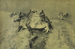 Three of the innumerable American bullfrogs found on the frog farm of Harold Lee, Casitas Springs, California. Anon., “Nature – Frog Farm.” Pix, 6 January 1951, 30.