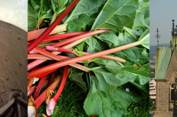 Spliced image, from left to right: a seismometer on mars, a heap of red rhubarb stalks with green leaves, a copper roof of the Canaian Parliament 