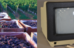 The left-hand photo shows several square bins lined with clear plastic, full of bunches of purple grapes, with rows of grape vines visible in the background. The right-hand photo shows a cathode ray tube computer terminal and small keyboard. The computer has yellow plastic housing and black plastic frame. The keyboard is grey. To the right in this photo is a conservation photography colour correction card.