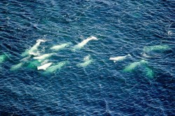 A typical pod of beluga whales, Hudson Bay, near Churchill, Manitoba, July 1999. Ansgar Walk, via Wikipedia.