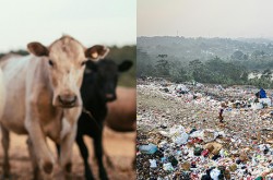 Image composite d'un troupeau de vaches regardant fixement la caméra et d'une pelleteuse assise sur une décharge.